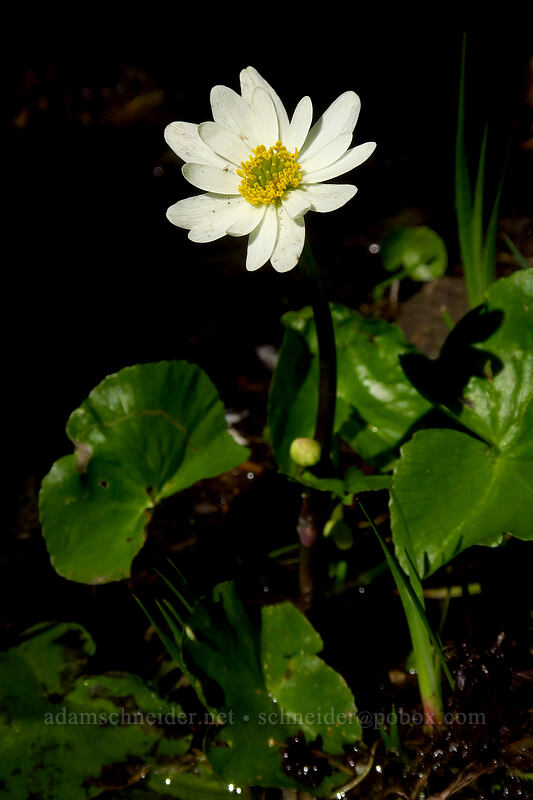 white marsh-marigold (Caltha biflora (Caltha leptosepala var. biflora)) [Silver Star Trail, Gifford Pinchot National Forest, Skamania County, Washington]