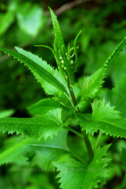 arrow-leaf groundsel, budding (Senecio triangularis) [Grouse Vista Trail, Gifford Pinchot National Forest, Skamania County, Washington]