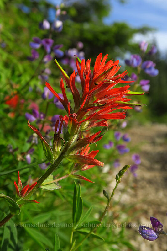 paintbrush & lupines (Castilleja sp., Lupinus sp.) [Grouse Vista Trail, Gifford Pinchot National Forest, Clark County, Washington]