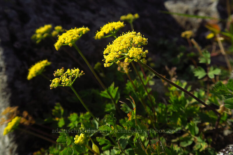 Cascade desert parsley (Lomatium martindalei) [Pyramid Rock, Gifford Pinchot National Forest, Clark County, Washington]
