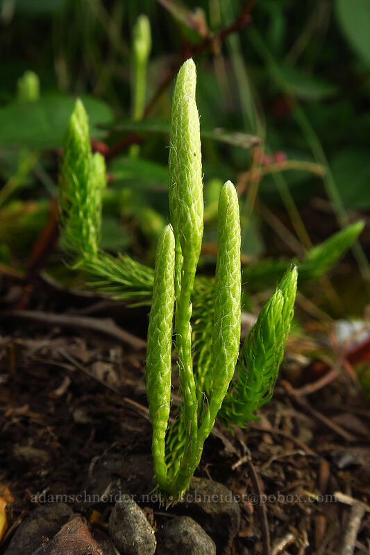 club-moss (Lycopodium clavatum) [Grouse Vista Trail, Gifford Pinchot National Forest, Clark County, Washington]