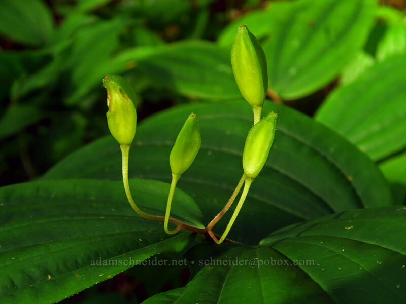 fairy-bell fruit (Prosartes sp. (Disporum sp.)) [Grouse Vista Trail, Yacolt Burn State Forest, Clark County, Washington]