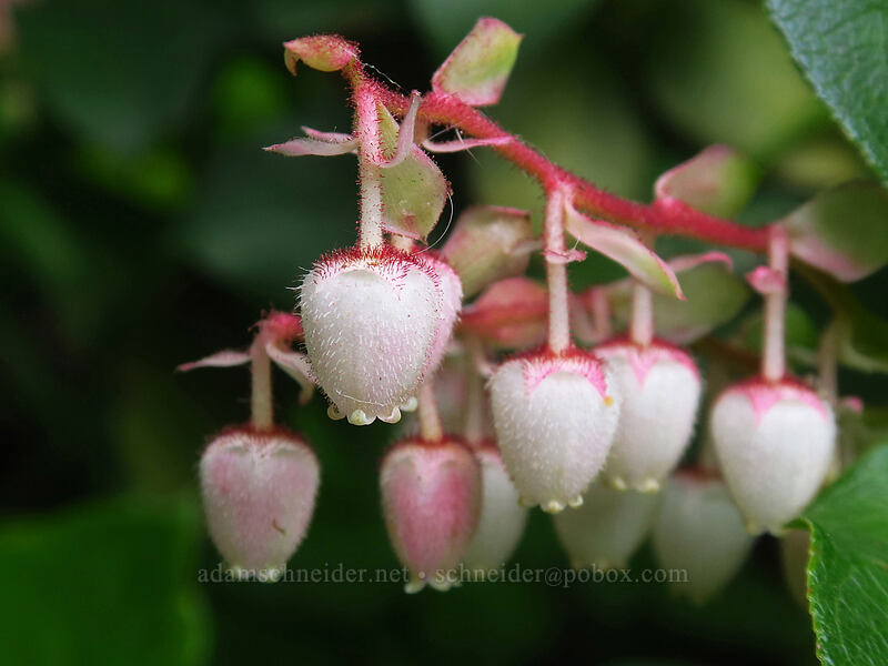 salal flowers (Gaultheria shallon) [Grouse Vista Trailhead, Yacolt Burn State Forest, Clark County, Washington]