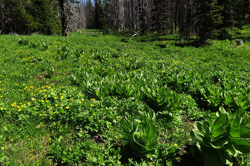 corn lilies & swamp buttercups (Veratrum californicum, Ranunculus orthorhynchus var. platyphyllus) [Upper Naneum Meadow, Wenatchee National Forest, Kittitas County, Washington]