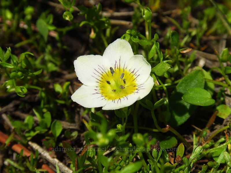 dwarf hesperochiron (Hesperochiron pumilus) [Upper Naneum Meadow, Wenatchee National Forest, Kittitas County, Washington]