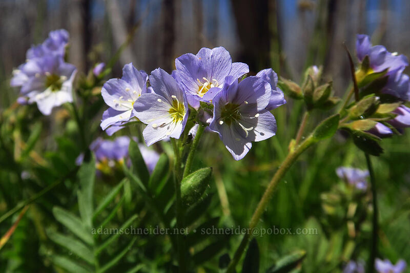 California Jacob's-ladder (Polemonium californicum) [Upper Naneum Trail, Wenatchee National Forest, Kittitas County, Washington]