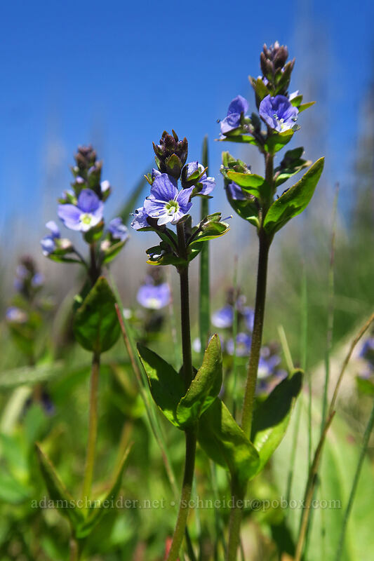 thyme-leaf speedwell (Veronica serpyllifolia ssp. humifusa) [Upper Naneum Trail, Wenatchee National Forest, Kittitas County, Washington]