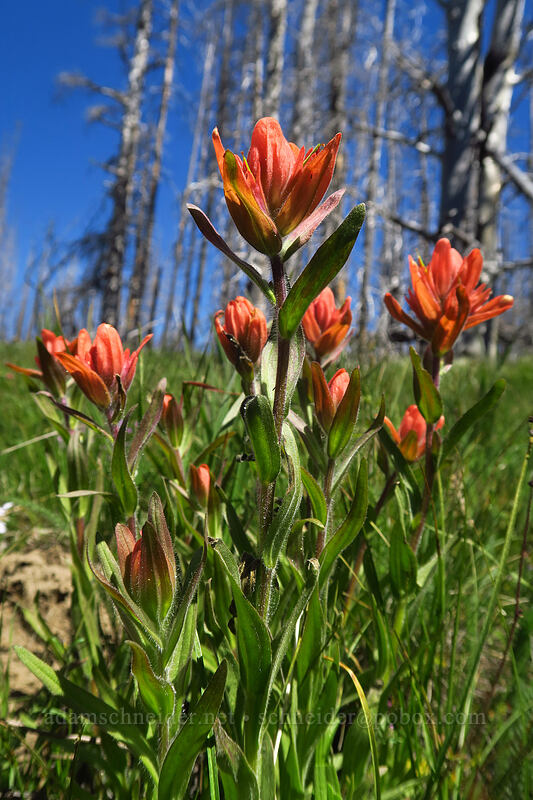Wenatchee paintbrush (Castilleja elmeri) [Upper Naneum Trail, Wenatchee National Forest, Kittitas County, Washington]