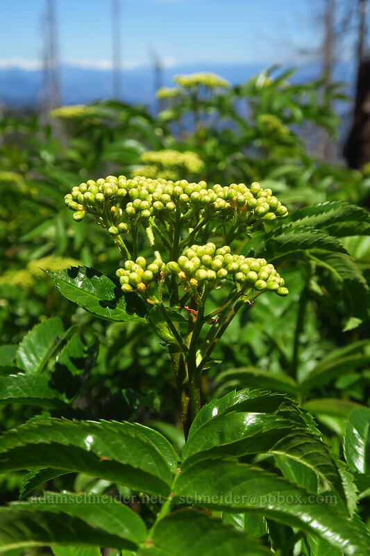 blue elderberry flowers (Sambucus cerulea (Sambucus nigra ssp. caerulea) (Sambucus mexicana)) [Tronsen Ridge Trail, Wenatchee National Forest, Chelan County, Washington]