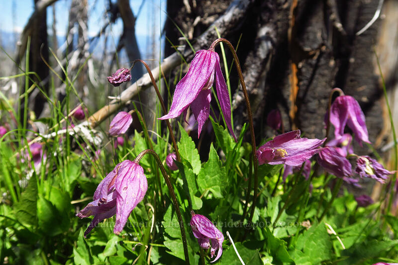 western blue clematis (Clematis occidentalis var. dissecta) [Tronsen Ridge Trail, Wenatchee National Forest, Chelan County, Washington]