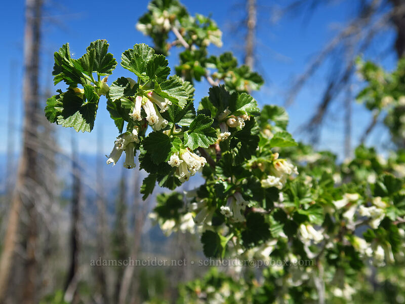 wax currant (Ribes cereum) [Tronsen Ridge Trail, Wenatchee National Forest, Chelan County, Washington]