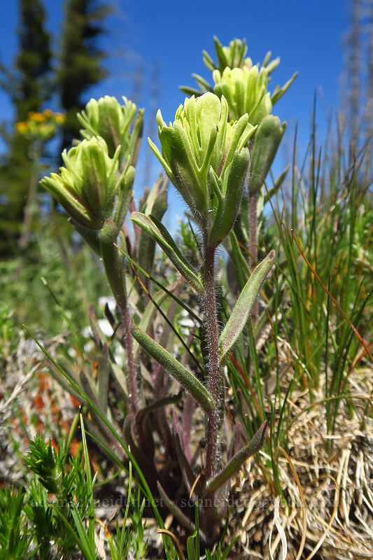 Thompson's paintbrush (Castilleja thompsonii) [Tronsen Ridge Trail, Wenatchee National Forest, Chelan County, Washington]