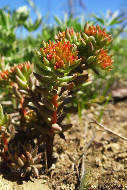 stonecrop (Sedum sp.) [Tronsen Ridge Trail, Wenatchee National Forest, Chelan County, Washington]