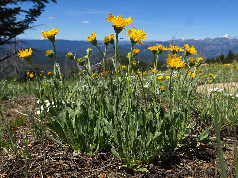 woolly mock goldenweed (Stenotus lanuginosus var. lanuginosus (Haplopappus lanuginosus)) [Tronsen Ridge Trail, Wenatchee National Forest, Chelan County, Washington]