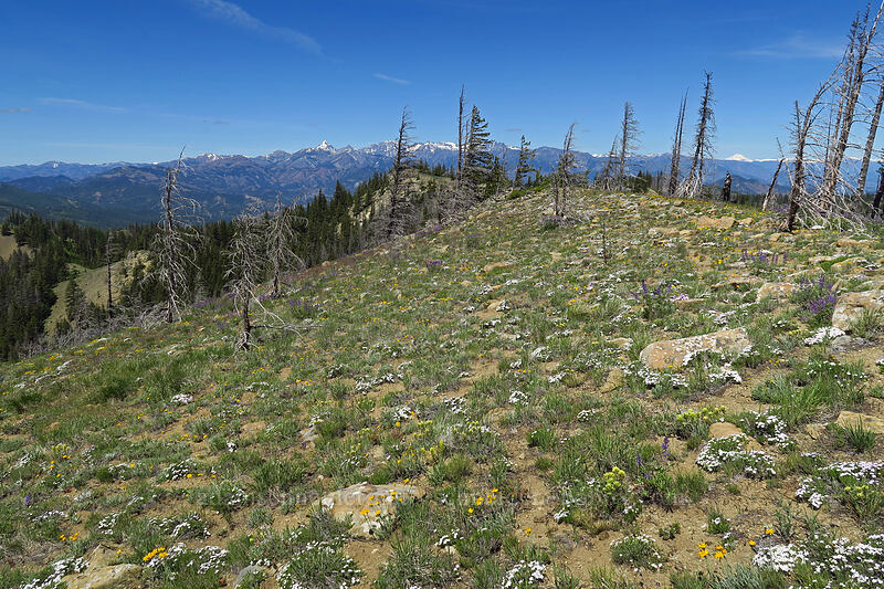 wildflowers [Tronsen Ridge Trail, Wenatchee National Forest, Chelan County, Washington]