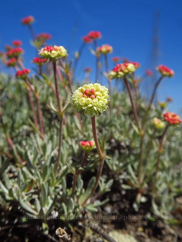 Douglas' buckwheat (Eriogonum douglasii) [Tronsen Ridge Trail, Wenatchee National Forest, Chelan County, Washington]