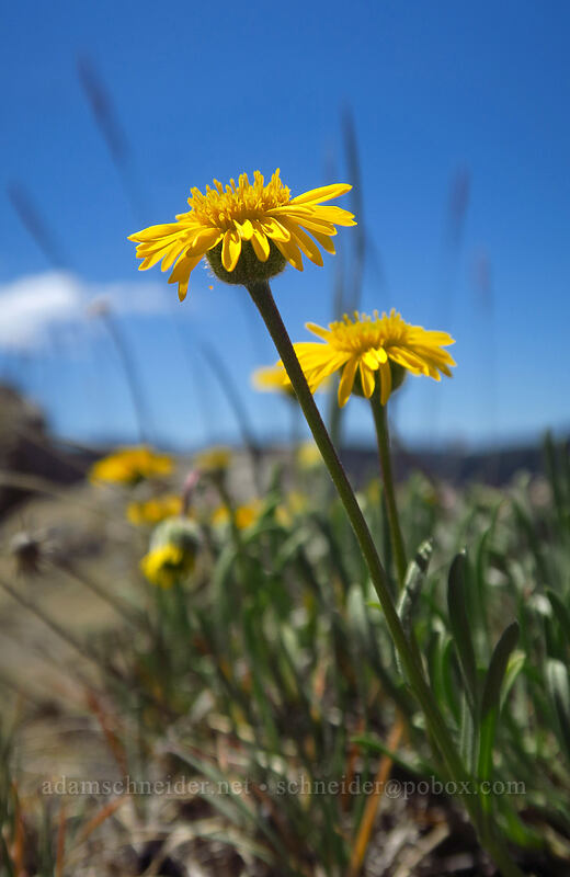 desert yellow daisies/fleabane (Erigeron linearis) [Tronsen Ridge Trail, Wenatchee National Forest, Chelan County, Washington]