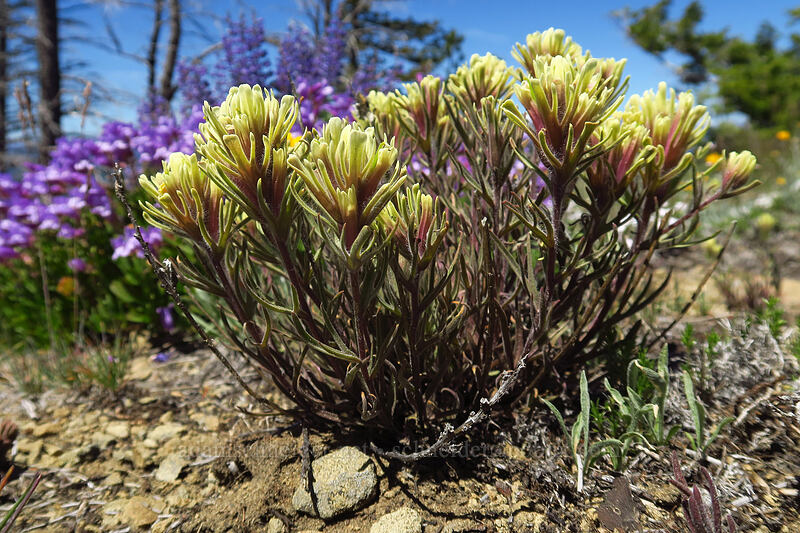Thompson's paintbrush (Castilleja thompsonii) [Tronsen Ridge Trail, Wenatchee National Forest, Chelan County, Washington]