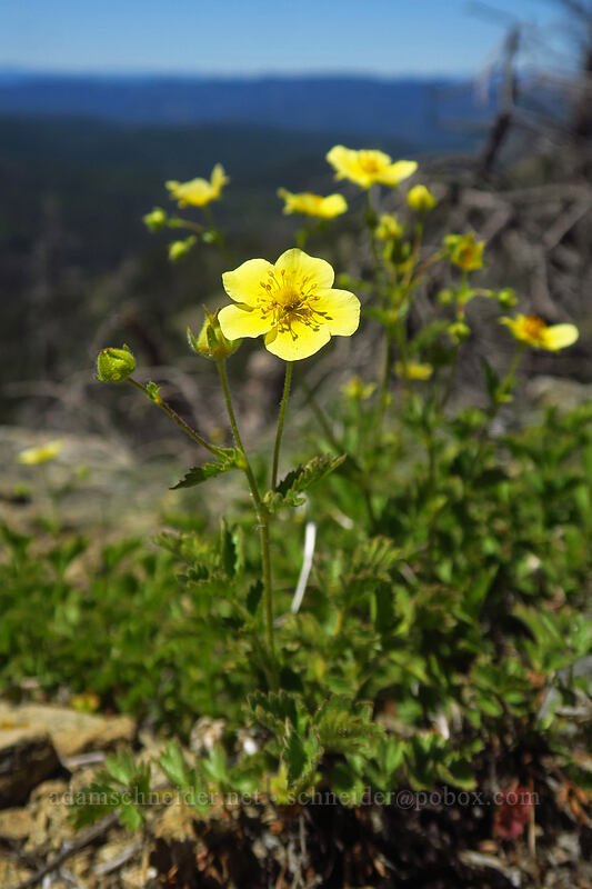 cliff cinquefoil (Drymocallis pseudorupestris (Potentilla glandulosa ssp. pseudorupestris)) [Tronsen Ridge Trail, Wenatchee National Forest, Chelan County, Washington]