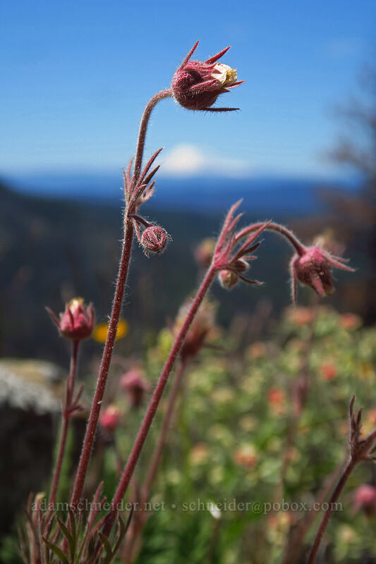 prairie smoke (Geum triflorum) [Tronsen Ridge Trail, Wenatchee National Forest, Chelan County, Washington]