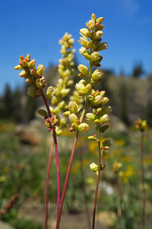 round-leaf alumroot (Heuchera cylindrica) [Tronsen Ridge Trail, Wenatchee National Forest, Chelan County, Washington]