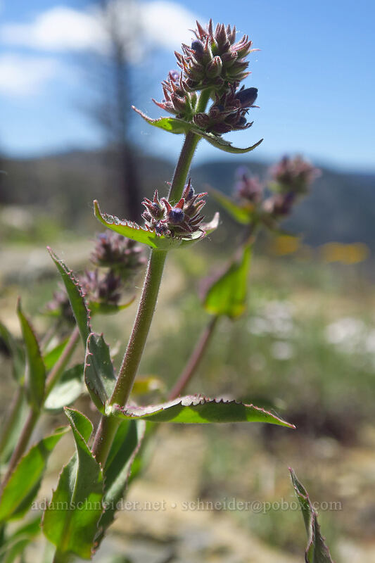 Chelan penstemon, budding (Penstemon pruinosus) [Tronsen Ridge Trail, Wenatchee National Forest, Chelan County, Washington]