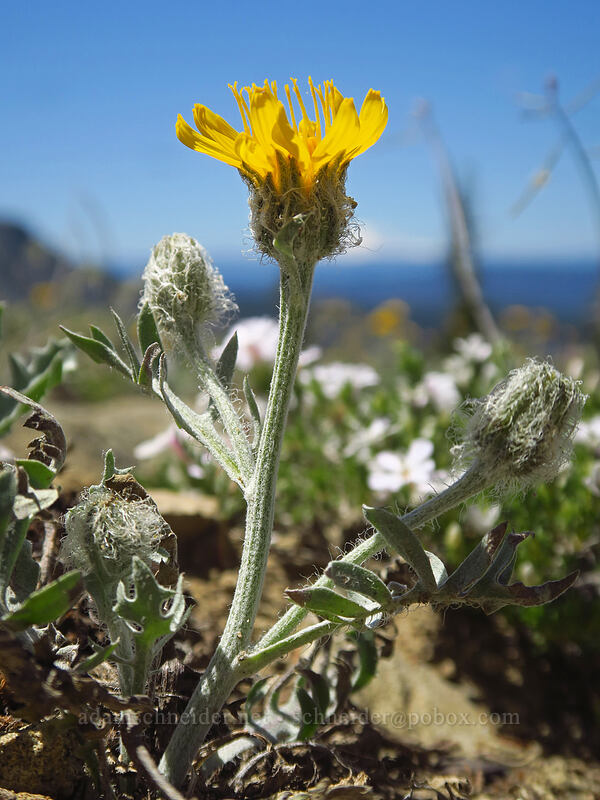 Modoc hawksbeard (Crepis modocensis) [Tronsen Ridge Trail, Wenatchee National Forest, Chelan County, Washington]
