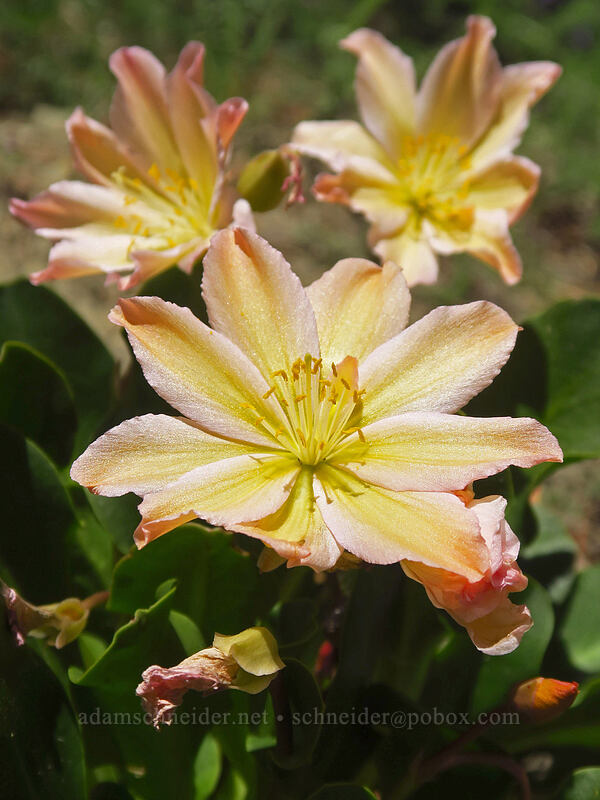 Tweedy's lewisia (Lewisiopsis tweedyi (Lewisia tweedyi)) [Tronsen Ridge Trail, Wenatchee National Forest, Chelan County, Washington]
