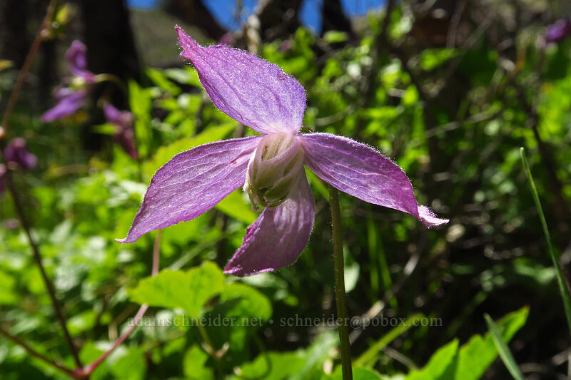 western blue clematis (Clematis occidentalis var. dissecta) [Tronsen Ridge Trail, Wenatchee National Forest, Chelan County, Washington]