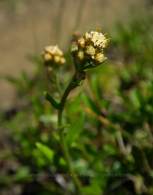 raceme pussy-toes, budding (Antennaria racemosa) [Tronsen Ridge Trail, Wenatchee National Forest, Chelan County, Washington]