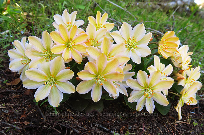 Tweedy's lewisia (Lewisiopsis tweedyi (Lewisia tweedyi)) [Tronsen Ridge Trail, Wenatchee National Forest, Chelan County, Washington]