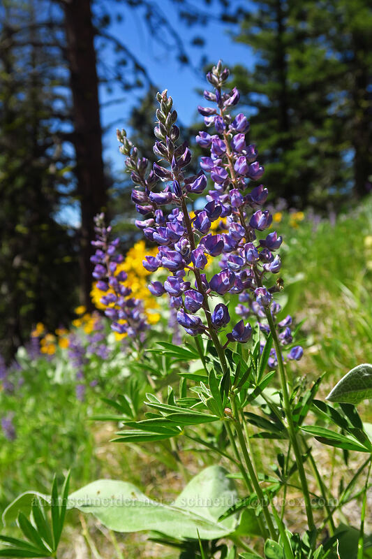 big-leaf lupine (Lupinus polyphyllus) [Tronsen Ridge Trail, Wenatchee National Forest, Chelan County, Washington]