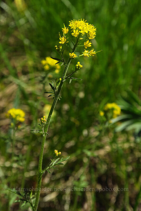 tansy-mustard (Descurainia longepedicellata (Descurainia incisa ssp. filipes)) [Tronsen Ridge Trail, Wenatchee National Forest, Chelan County, Washington]