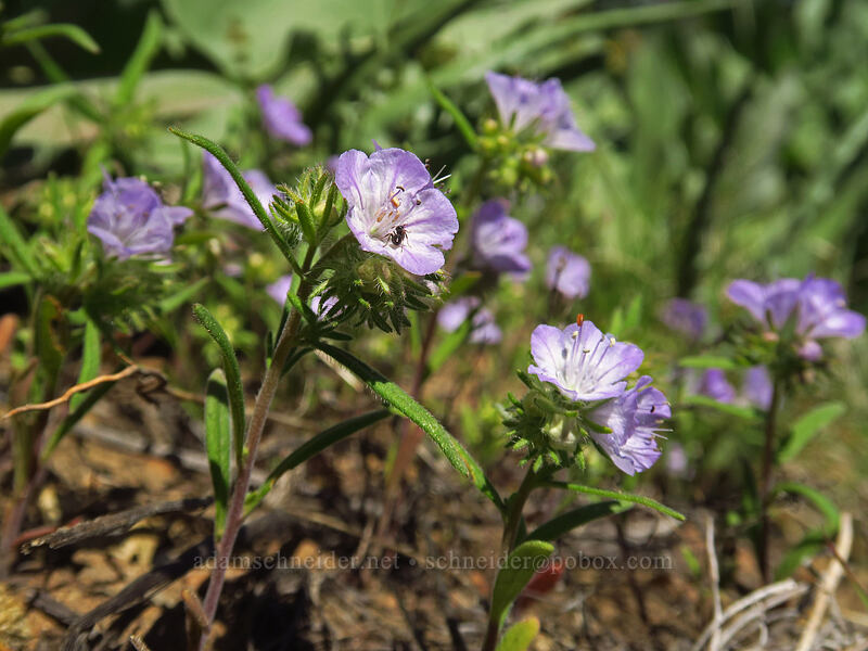 thread-leaf phacelia (Phacelia linearis) [Tronsen Ridge Trail, Wenatchee National Forest, Chelan County, Washington]