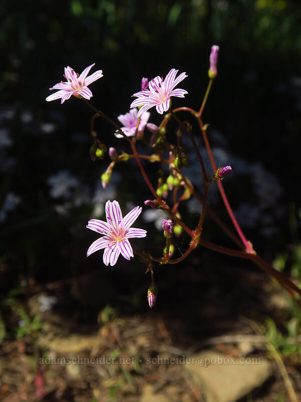 Columbia lewisia (Lewisia columbiana) [Tronsen Ridge Trail, Wenatchee National Forest, Chelan County, Washington]