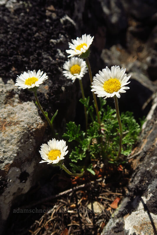 cut-leaf fleabane (Erigeron compositus) [Tronsen Ridge Trail, Wenatchee National Forest, Chelan County, Washington]