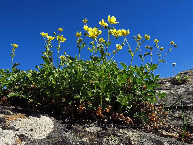 cliff cinquefoil (Drymocallis pseudorupestris (Potentilla glandulosa ssp. pseudorupestris)) [Tronsen Ridge Trail, Wenatchee National Forest, Chelan County, Washington]
