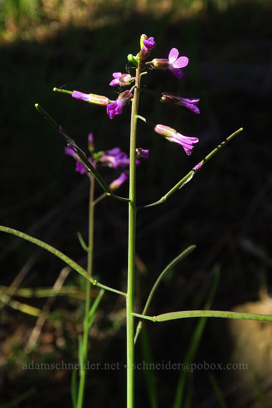 hairy-stem rock-cress (Boechera pauciflora) [Tronsen Ridge Trail, Wenatchee National Forest, Chelan County, Washington]