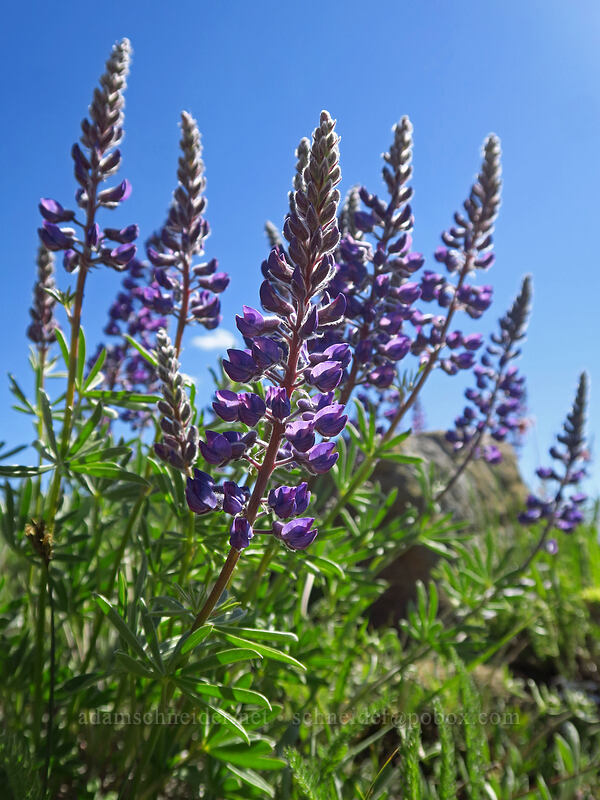 spurred lupines (Lupinus arbustus) [Tronsen Ridge Trail, Wenatchee National Forest, Chelan County, Washington]
