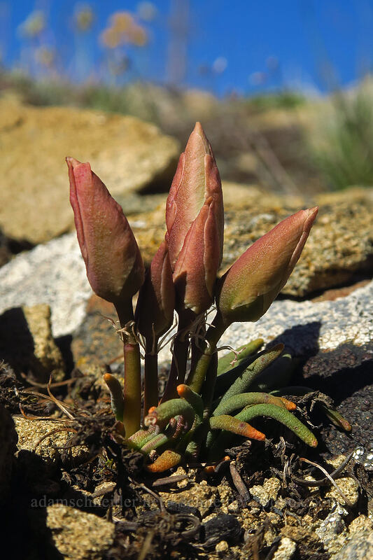 bitterroot, budding (Lewisia rediviva) [Tronsen Ridge Trail, Wenatchee National Forest, Chelan County, Washington]