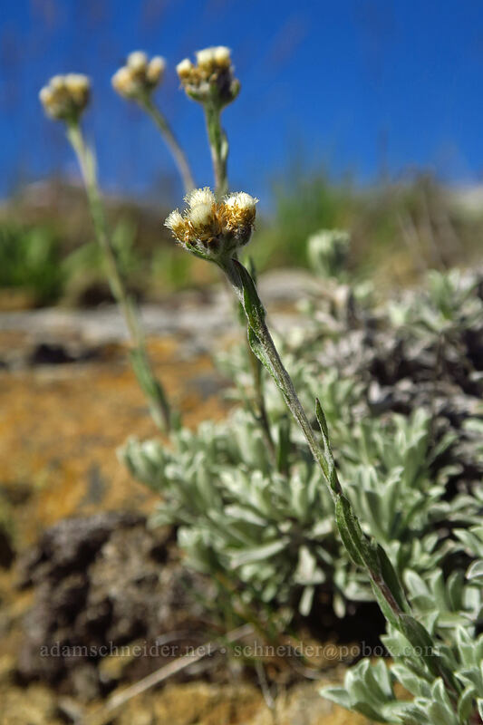 umber pussy-toes (Antennaria umbrinella) [Tronsen Ridge Trail, Wenatchee National Forest, Chelan County, Washington]