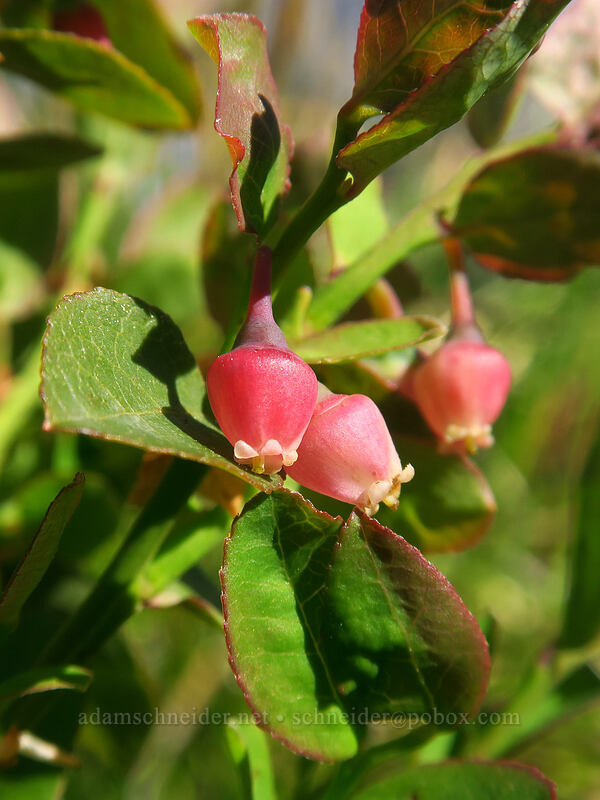 grouse whortleberry flowers (Vaccinium scoparium) [Tronsen Ridge Trail, Wenatchee National Forest, Chelan County, Washington]