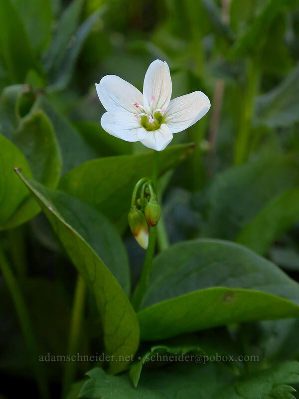 heart-leaf spring-beauty (Claytonia cordifolia (Montia cordifolia)) [Upper Naneum Meadow, Wenatchee National Forest, Kittitas County, Washington]