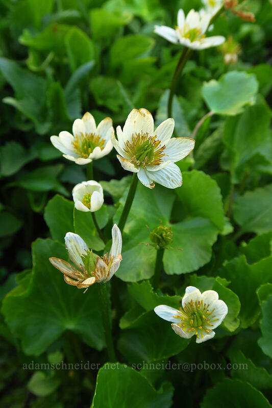 white marsh-marigolds (Caltha biflora (Caltha leptosepala var. biflora)) [Upper Naneum Meadow, Wenatchee National Forest, Kittitas County, Washington]