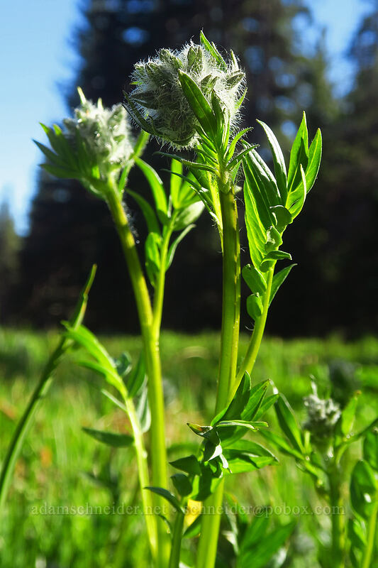 western Jacob's-ladder, budding (Polemonium occidentale) [Upper Naneum Meadow, Wenatchee National Forest, Kittitas County, Washington]
