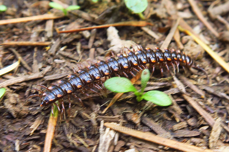 reddish millipede [Wahkeena Trail, Mt. Hood National Forest, Multnomah County, Oregon]