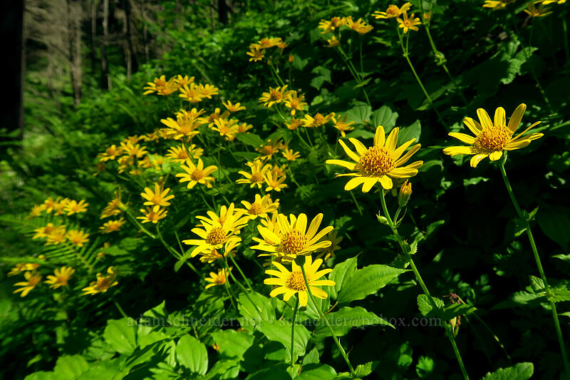 heart-leaf arnica (Arnica cordifolia) [Wahkeena Trail, Mt. Hood National Forest, Multnomah County, Oregon]