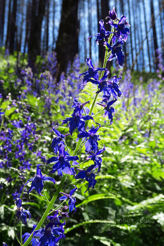 Columbian larkspur (Delphinium trolliifolium) [Wahkeena Trail, Mt. Hood National Forest, Multnomah County, Oregon]