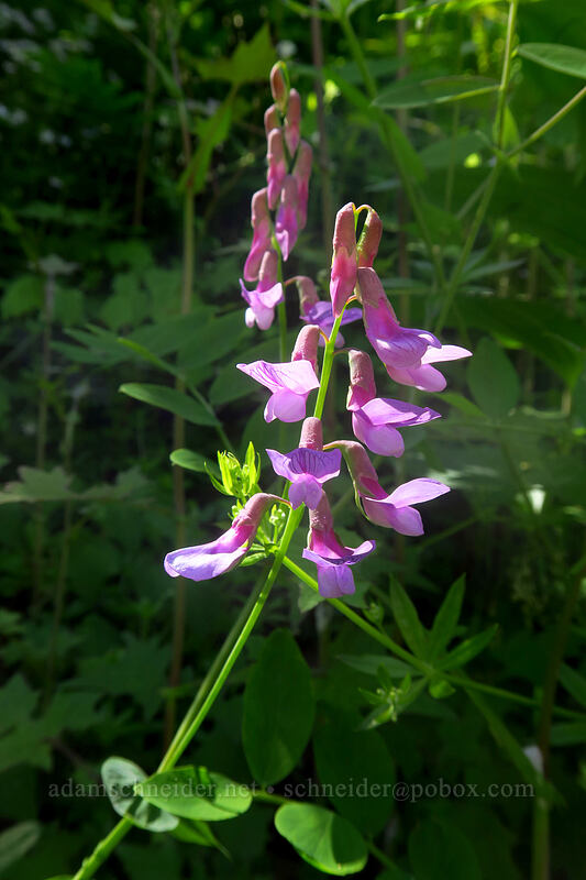 leafy pea-vine (Lathyrus polyphyllus) [Wahkeena Trail, Mt. Hood National Forest, Multnomah County, Oregon]