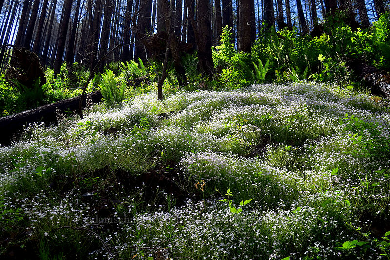 candyflower (Claytonia sibirica (Montia sibirica)) [Larch Mountain Trail, Mt. Hood National Forest, Multnomah County, Oregon]
